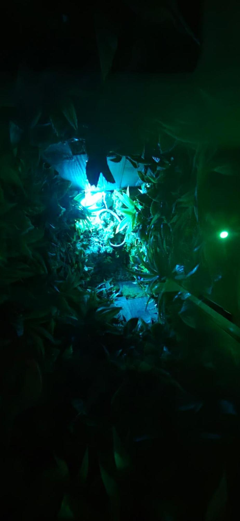 La Jungle Room Роняк Екстериор снимка